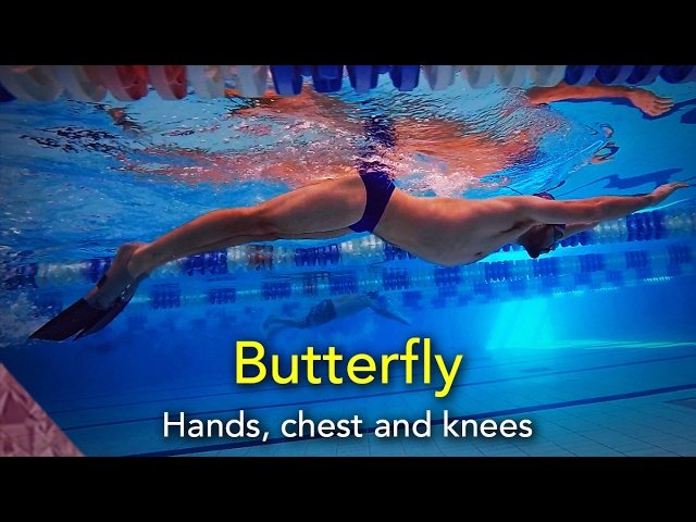 Swimming Butterfly technique. Hands, chest and knees