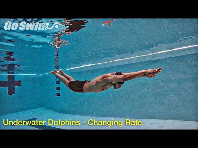 Underwater Dolphins - Increasing Rate