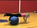 Stability Ball Hand Walks with Reverse Hypers