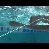 Freestyle Swim Stroke! (Tutorial) - Presented by ProTriathlon