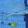 Breaststroke - Hagiwara Tocomo