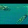 Underwater Turn Relay Drill