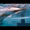 Fin Fast Hands Breaststroke - Step 1