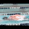 The Physics of Swimming