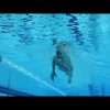 How To Swim Freestyle